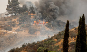 Brush Abatement