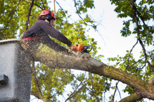 California Arborist