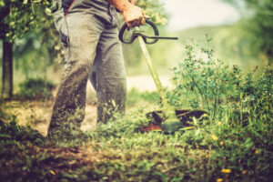 California Arborist