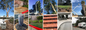 California Arborist