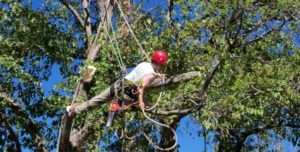 Tree Maintenance