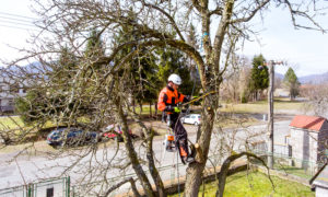Tree Maintenance